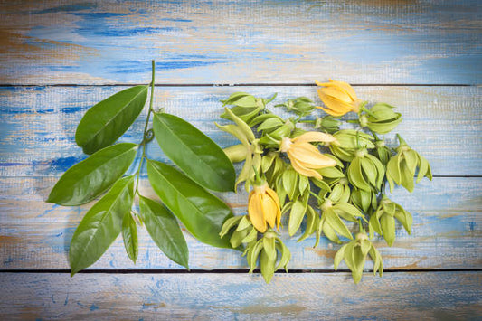 Aceite Esencial Ylang Ylang 5ml Katmandú