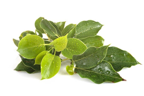 Aceite Esencial Alcanfor 5ml Katmandú