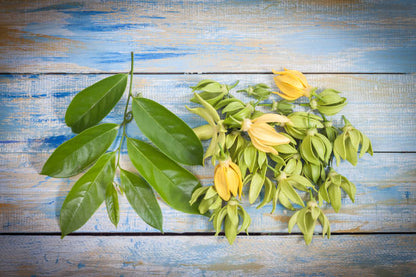 Aceite Esencial Ylang Ylang 5ml Katmandú