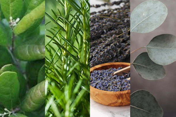 Guatero Multiuso de Semillas pequeño