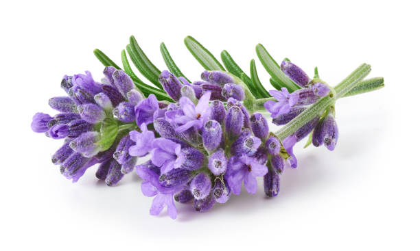 Aceite Esencial Lavanda 5ml Katmandú