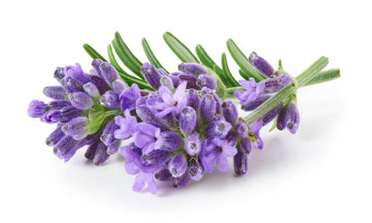 Aceite Esencial Lavanda 5ml Katmandú