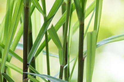 Aceite Esencial Lemongrass 5ml Katmandú